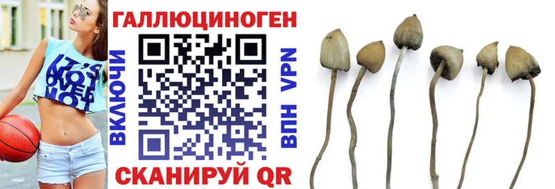 Псилоцибиновые грибы Psilocybe  Йошкар-Ола 
